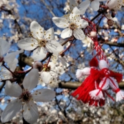 Baum Märzchen Brauch Moldau
